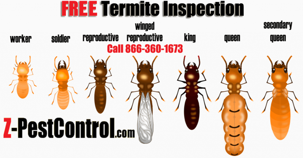 Termites Exterminator Pest Control Near Me